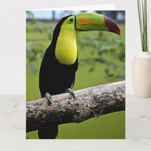TOUCAN BIRD BIRTHDAY BIG CARD KARTE (Vorderseite)