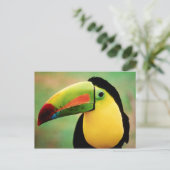 Toucan Bird Wild Nature farbenfrohe Fotografie Postkarte (Stehend Vorderseite)