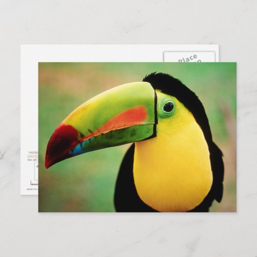 Toucan Bird Wild Nature farbenfrohe Fotografie Postkarte (Vorne/Hinten)