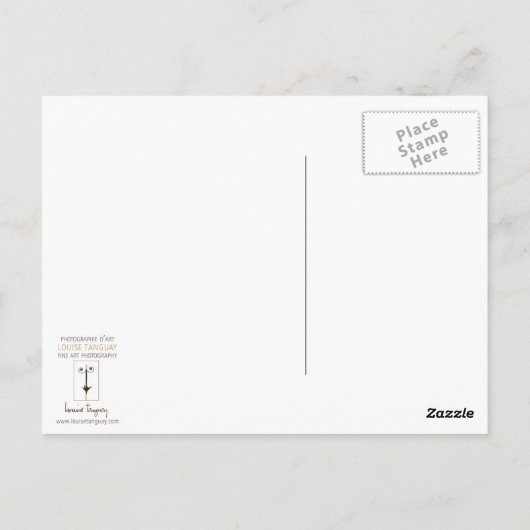 Toucan Bird Wild Nature farbenfrohe Fotografie Postkarte (Rückseite)