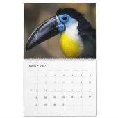 Toucan Birds Calendar Kalender (Mär 2027)