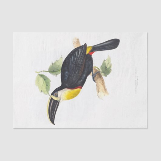 Toucan Decoupage Seidenpapier (Vorderseite)