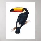 Toucan Exotic Bird Handgezeichnetes Illustrationsp Poster (Vorne)