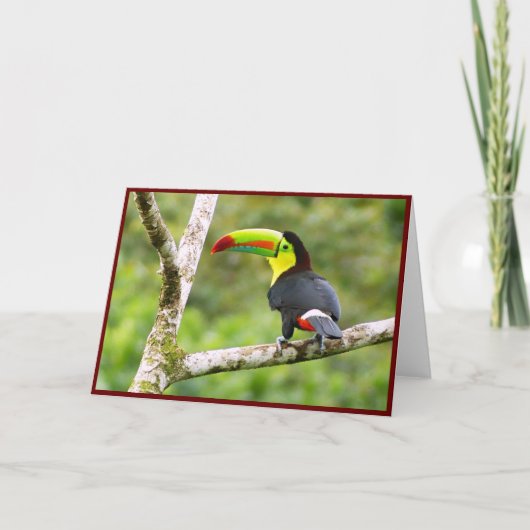 Toucan Folded Grußkarte Dankeskarte (Vorderseite)