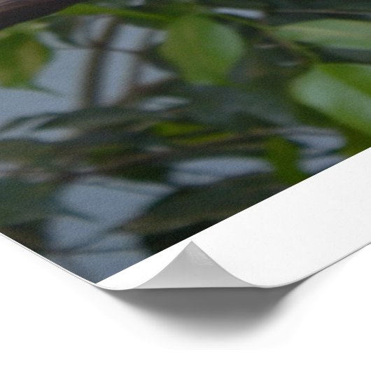 Toucan Foto Poster (Ecke)