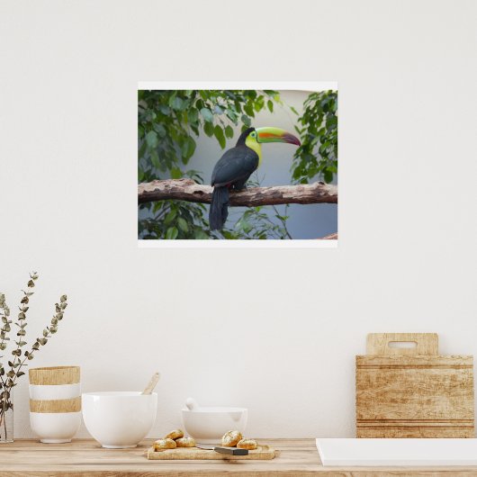 Toucan Foto Poster (Küche)