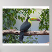 Toucan Foto Poster (Vorne)