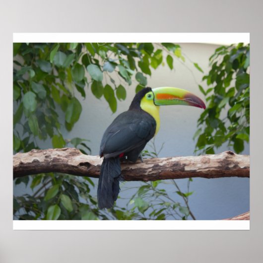 Toucan Foto Poster (Vorne)