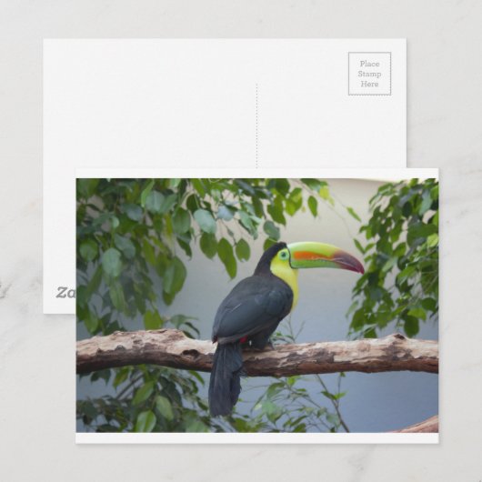 Toucan Foto Postkarte (Vorne/Hinten)