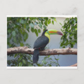 Toucan Foto Postkarte (Vorderseite)