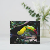 Toucan in Belize Postkarte (Stehend Vorderseite)