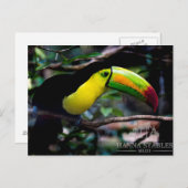 Toucan in Belize Postkarte (Vorne/Hinten)