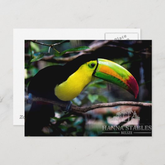 Toucan in Belize Postkarte (Vorne/Hinten)