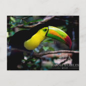 Toucan in Belize Postkarte (Vorderseite)