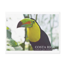 Toucan in Costa Rica Andenken Postkarte