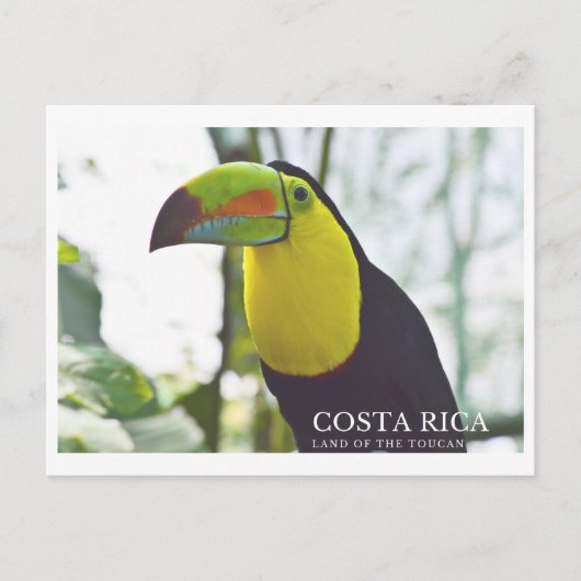 Toucan in Costa Rica Andenken Postkarte (Vorderseite)
