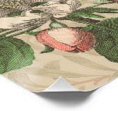 Toucan Jungle Tropical Bird Beautiful Antique Poster (Ecke)