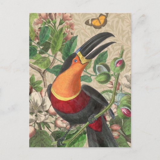 Toucan Jungle Tropical Bird Beautiful Antique Postkarte (Vorderseite)