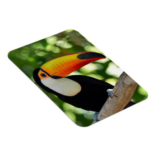 Toucan Magnet (Rechte Seite)