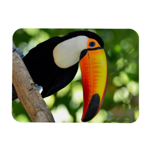 Toucan Magnet (Horizontal)