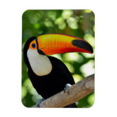 Toucan Magnet (Vertikal)