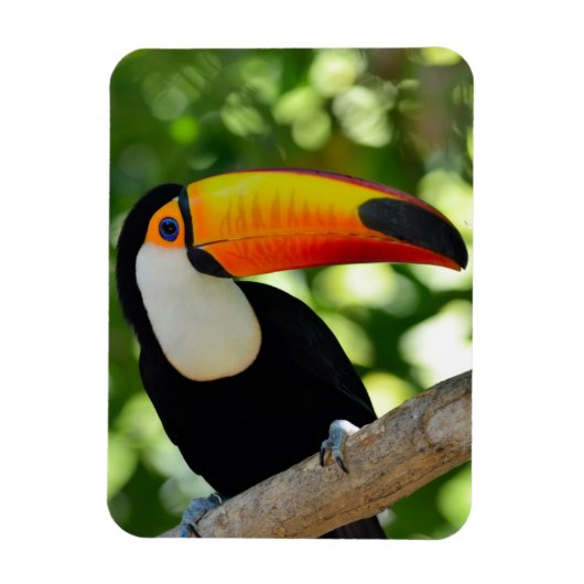 Toucan Magnet (Vertikal)