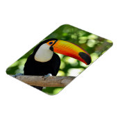 Toucan Magnet (Linke Seite)