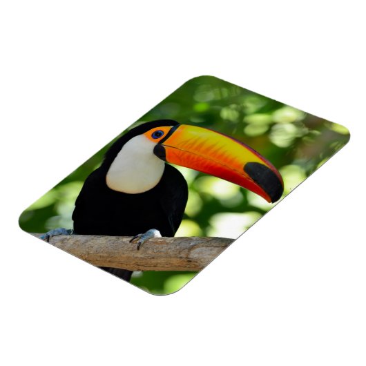 Toucan Magnet (Linke Seite)