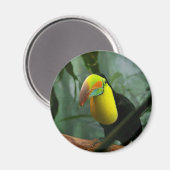 Toucan Magnet (Vorderseite/Rückseite)