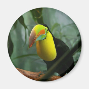 Toucan Magnet