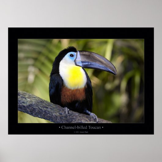 Toucan mit Kanälen Poster (Vorne)
