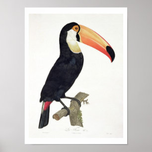 Toucan No.2, aus "History of the Birds of Paradis Poster