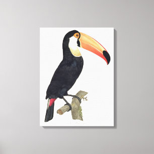 Toucan No.2, 'von der Geschichte der Vögel von Leinwanddruck