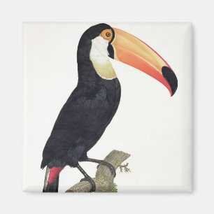Toucan No.2, 'von der Geschichte der Vögel von Magnet