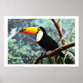 Toucan Poster (Vorne)