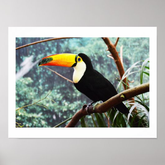 Toucan Poster (Vorne)