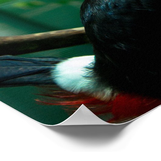 Toucan Poster (Ecke)