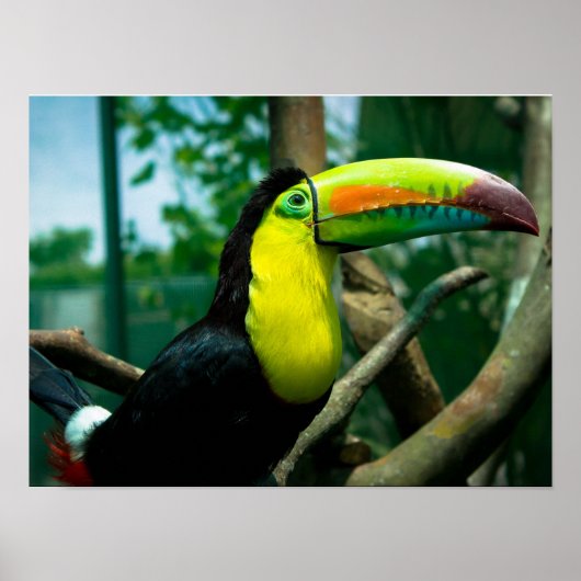 Toucan Poster (Vorne)