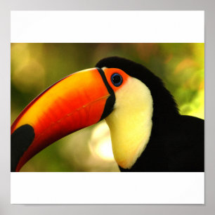 toucan poster