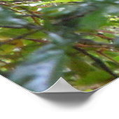 Toucan Poster (Ecke)