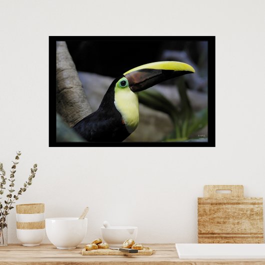 Toucan Poster (Küche)