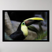 Toucan Poster (Vorne)