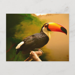 Toucan Postkarte