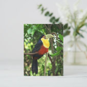 Toucan Postkarte (Stehend Vorderseite)