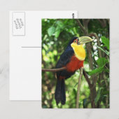 Toucan Postkarte (Vorne/Hinten)