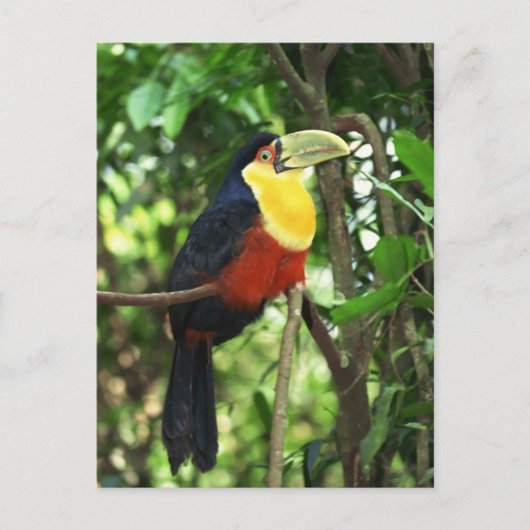 Toucan Postkarte (Vorderseite)