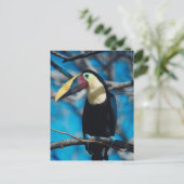 Toucan Postkarte (Stehend Vorderseite)