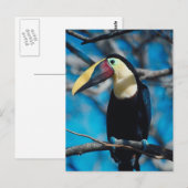 Toucan Postkarte (Vorne/Hinten)