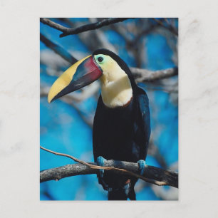 Toucan Postkarte