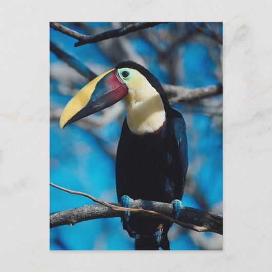 Toucan Postkarte (Vorderseite)